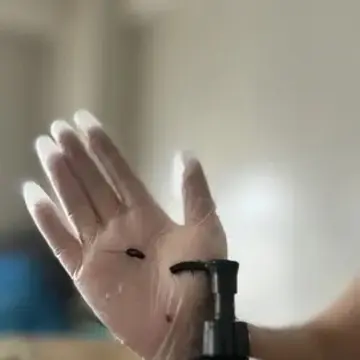 カラーガジェット カラーシャンプー