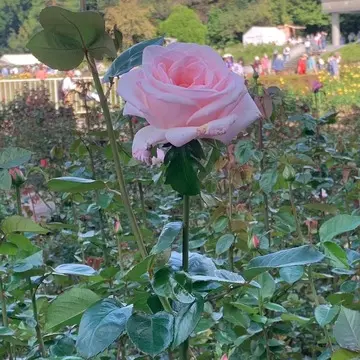 薄いピンクのバラ