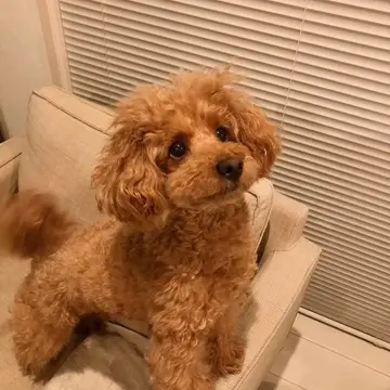 椅子の上に座るトイプードルの写真