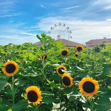 横須賀 ソレイユの丘の向日葵
