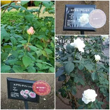 雅子皇后さまと愛子さまのバラ