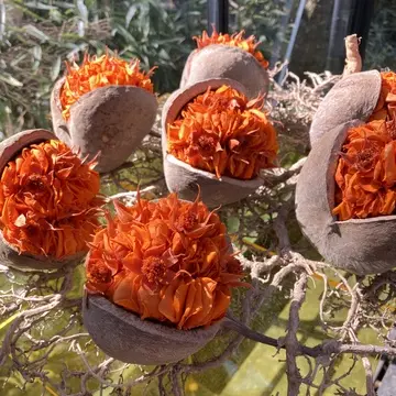 ニコライバーグマン