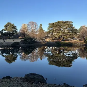 新宿御苑　新宿　自然　散策　草木　花　都内　冬