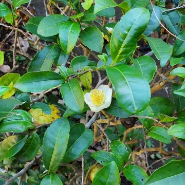 可愛らしいお茶の花が咲いていました。