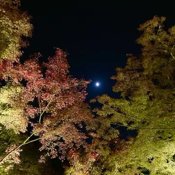 月明かり　秋の京都
