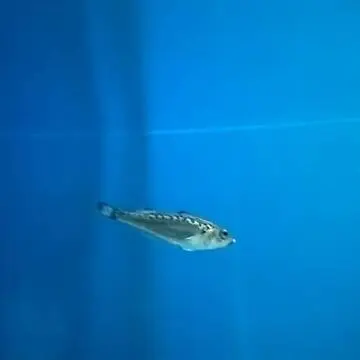 男鹿水族館GAOのハタハタのアップ