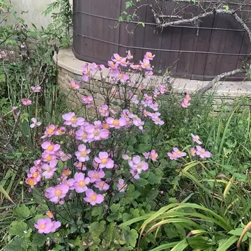 六甲ガーデンテラス　六甲山