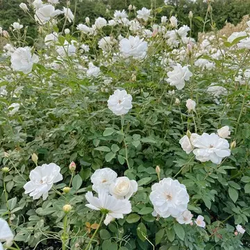 横浜イングリッシュガーデンの薔薇