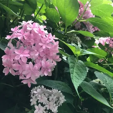 紫陽花の花　ピンク
