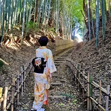 坂の中間から振り返ると、光が入る綺麗な竹林が広がっています。