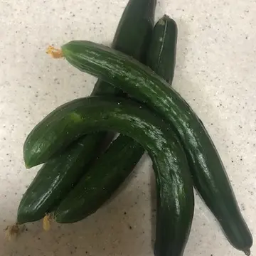 収穫キュウリ