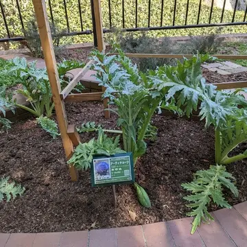 アンティークチョーク