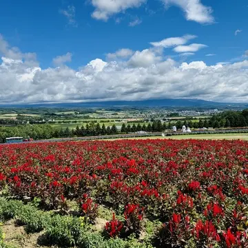 中富良野の花畑