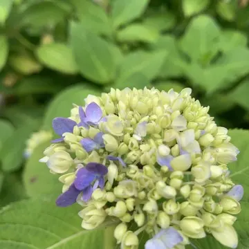 明月院の紫陽花