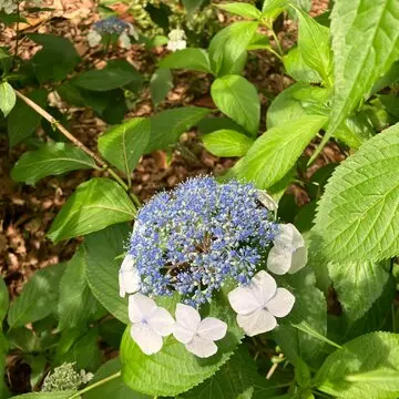 あじさい　紫陽花　　　　和のあじさい　六義園　ガクアジサイ　山紫陽花　都路里　　あじさいパフェ　大丸東京　手毬花　