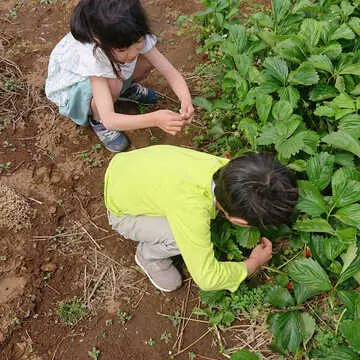 いちご狩り
