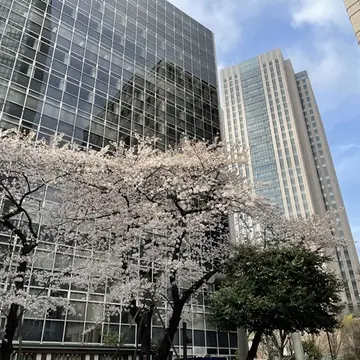 金刀比羅宮の桜