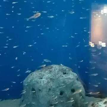 男鹿水族館GAOのハタハタ