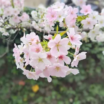 桜