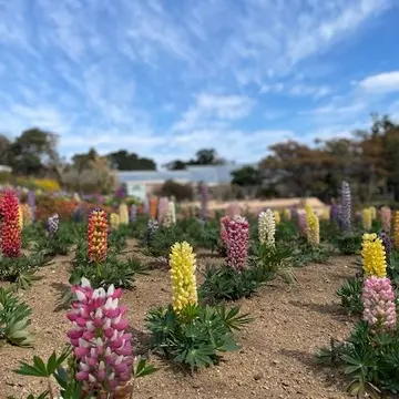 ルピナス
なんかおしゃれな写真に撮れました♡