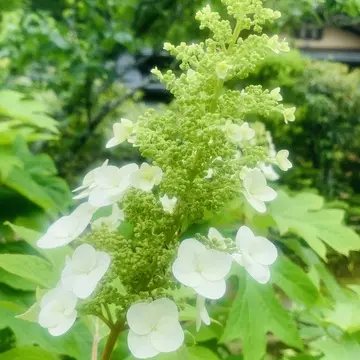 東慶寺に咲く白い花
