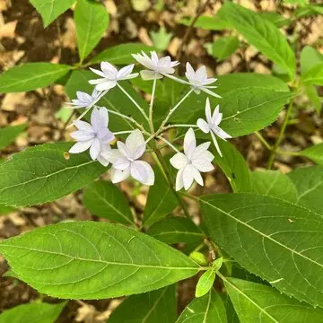 あじさい　紫陽花　　　　和のあじさい　六義園　ガクアジサイ　山紫陽花　都路里　　あじさいパフェ　大丸東京　手毬花　
