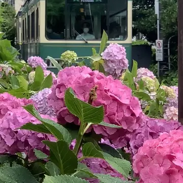 江ノ電とあじさい　アジサイ