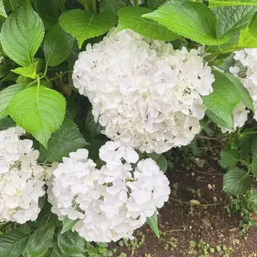 横浜イングリッシュガーデン内の紫陽花