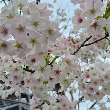 桜