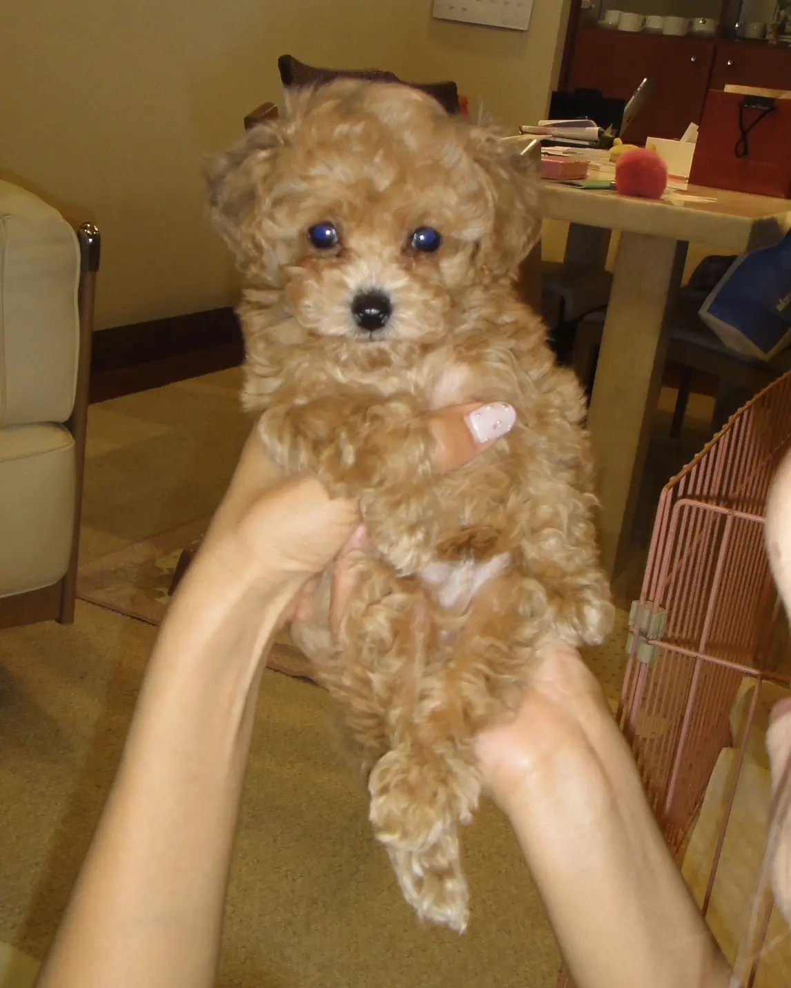 エクラ 華組　鈴木たま江さんの愛犬