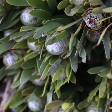 ネイティブフラワー