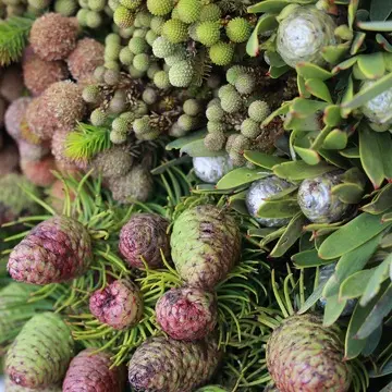 ネイティブフラワー