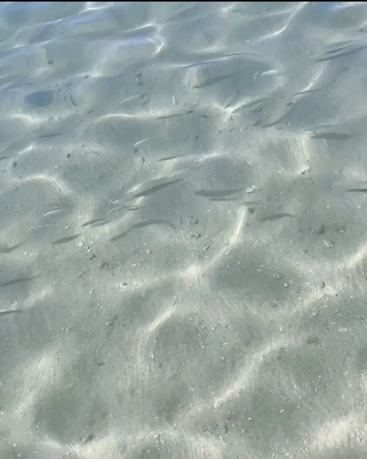 海が綺麗で小魚がいるのが見えました！