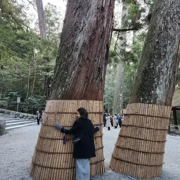 伊勢神宮　内宮　御神木