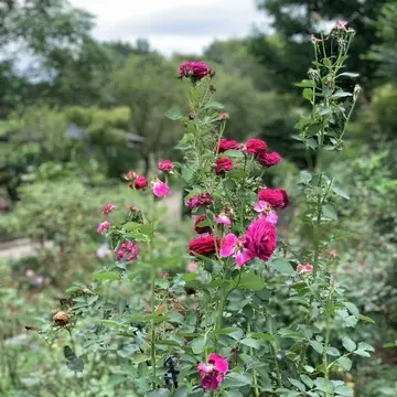 ハイジの村　バラ園