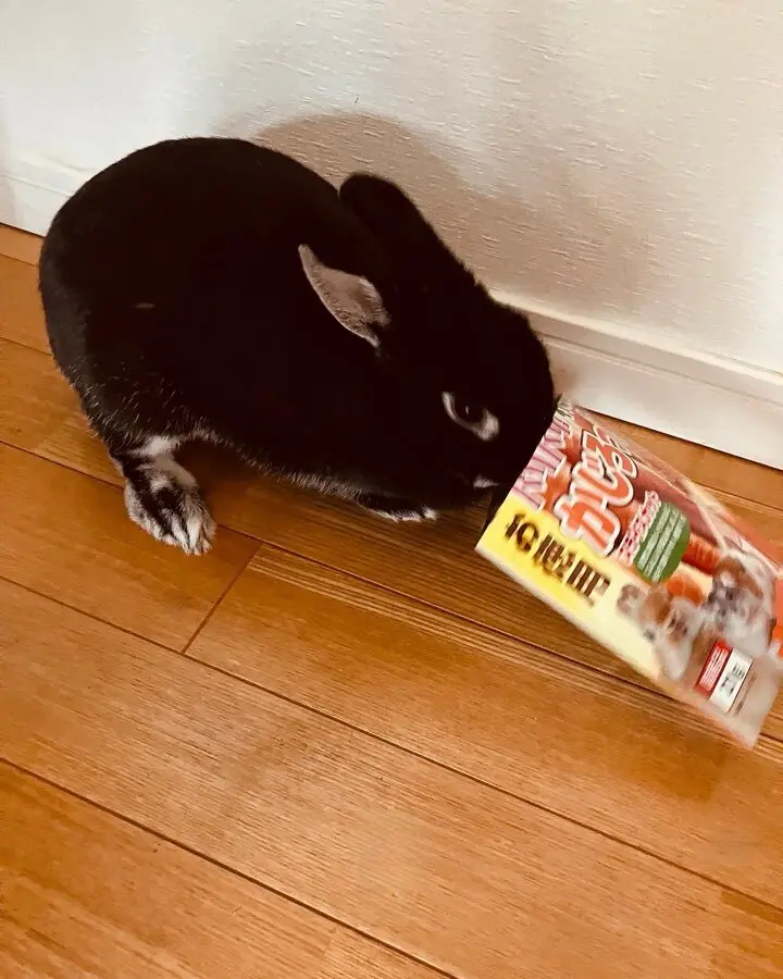 うさぎ　ネザーランドドワーフ　ブラックシルバーマーチン　おうち時間　ラビットラン　ラビットラン代官山　jマダム
ペット　アニマルセラピー　ウサギマスター検定