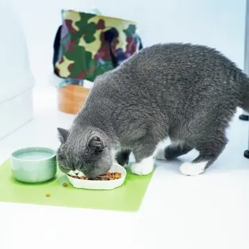 器のへりにカリカリを押しつけて口に含むのがふうの流儀