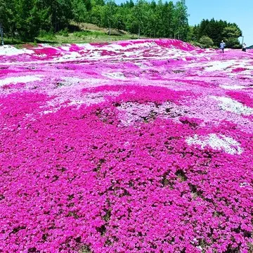 芝桜で覆われたピンクの絨毯