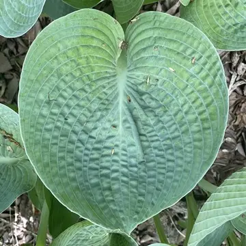 埼玉県森林公園「ギボウシ」ラブハット