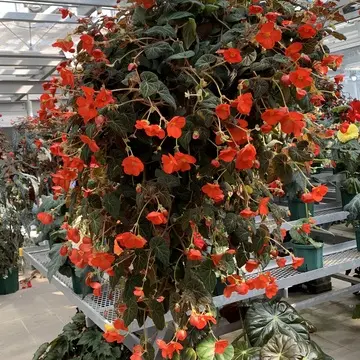 大きなハンギングフラワー