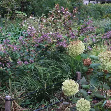 東京ガーデンテラス紀尾井町　Naturalistic Garden ナチュラリスティック・ガーデン