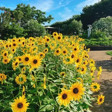 横須賀 ソレイユの丘の向日葵