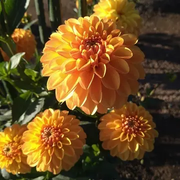 オレンジスマイル