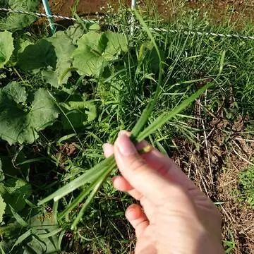 ニラの香りがとても新鮮です