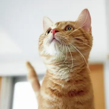 取材隊が取り出した猫じゃらしに、ロックオン中のれお