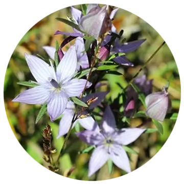 センブリエキス（有効成分）