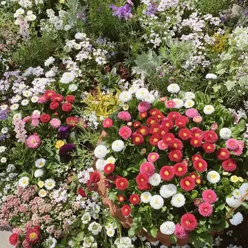 横浜イングリッシュガーデン園内の花