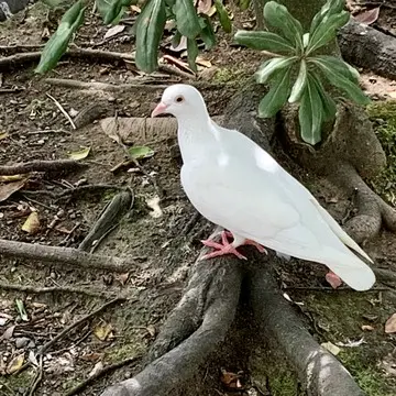 政子石付近で見られる白い鳩