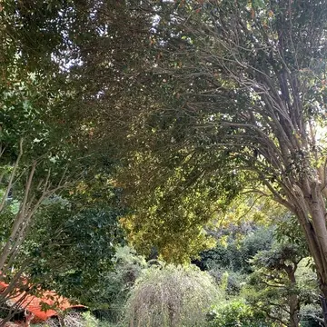 イザヤタイムアンドスペース　北鎌倉カフェ　古民家カフェ　古民家カフェ巡り　鎌倉