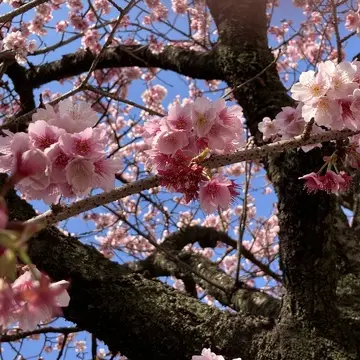 あたみ桜